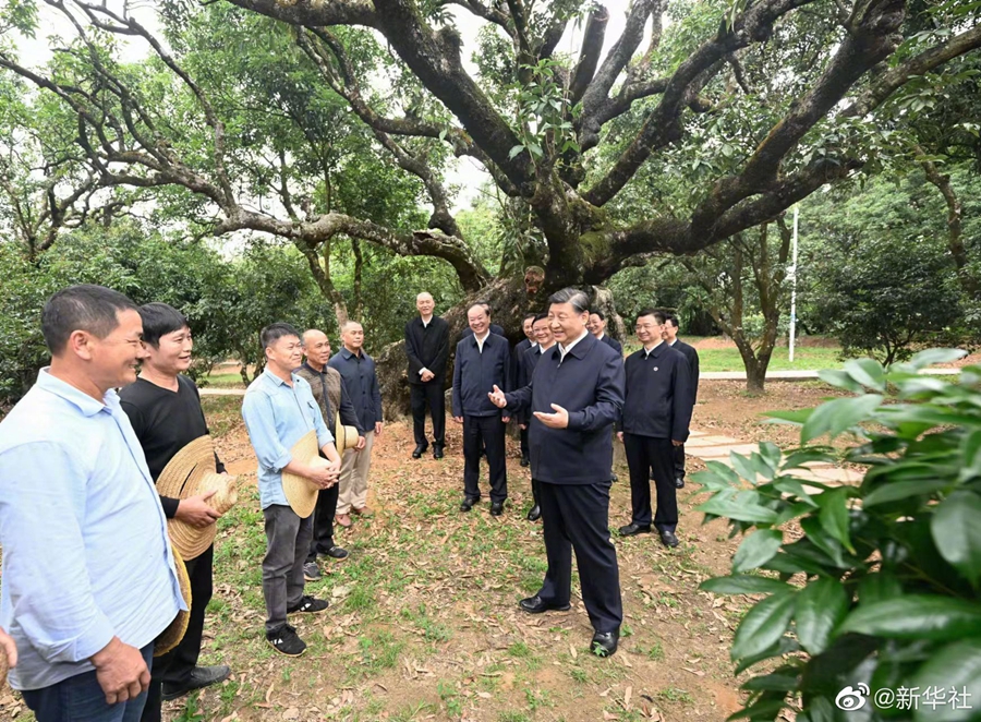 习近平在茂名市考察调研